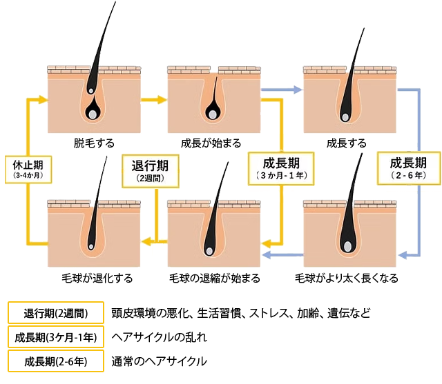 ヘアサイクル概念図