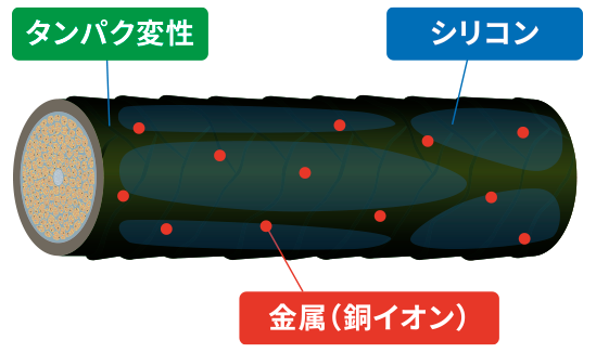 毛髪表面図